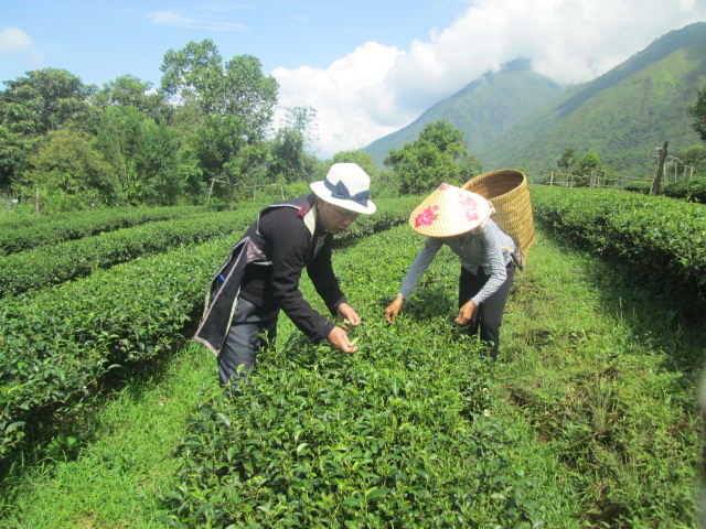 Trưởng bản giúp dân thoát nghèo